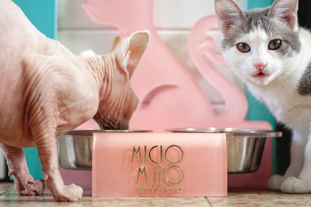Accoglienza del gatto